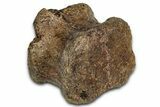 Hadrosaur (Edmontosaurus) Caudal Vertebra Centrum - Wyoming #357058-1